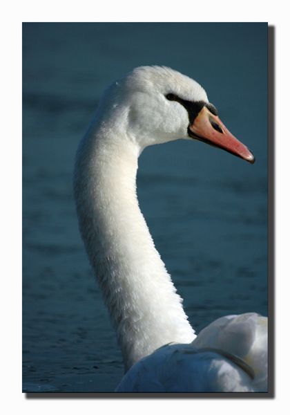 Cigno reale - Cygnus olor  &  Cigno nero - Cygnus atratus